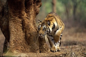 The Hunt - Tiger Stalk